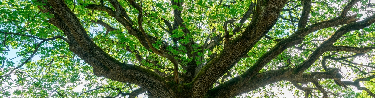 Protection de l’environnement, respect du droit humain, éthique et partenariats locaux sont les piliers de notre stratégie RSE.