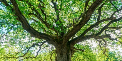 Protection de l’environnement, respect du droit humain, éthique et partenariats locaux sont les piliers de notre stratégie RSE.