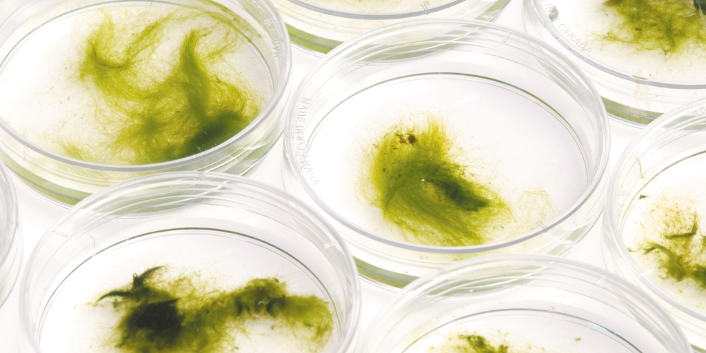Expérimentation d'algue