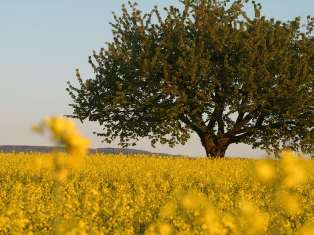 Cerisier dans un champ de colza en fleurs.