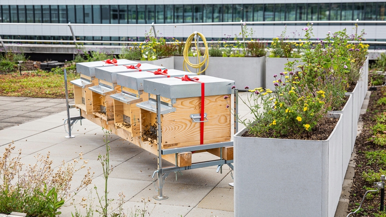 Des abeilles sur le toit d'un bâtiment de production d'Endress+Hauser à Reinach, en Suisse