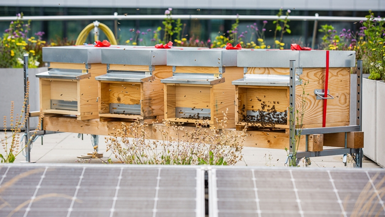 En tant que pollinisateurs, les abeilles assurent la fécondation et la survie de nombreuses plantes