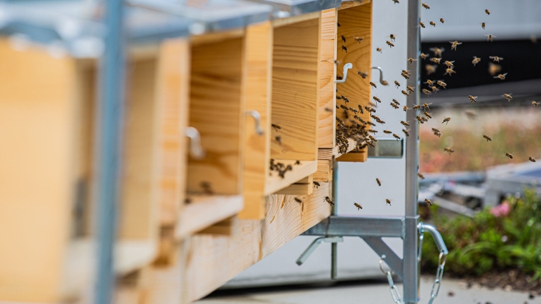 Les petites abeilles sont soignées par un employé formé comme apiculteur